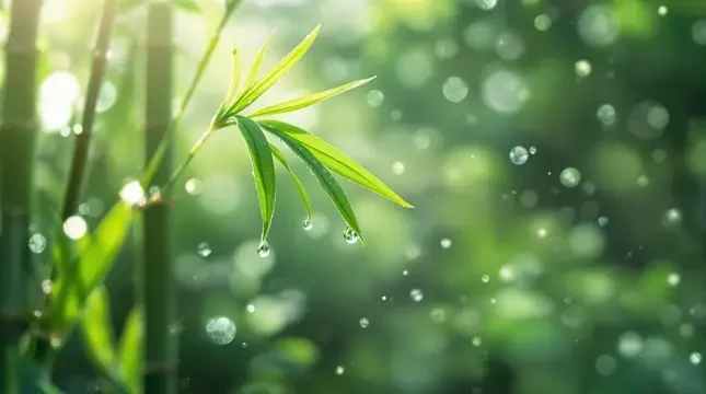 晨光微露 - 三妹影院竹影清风影像