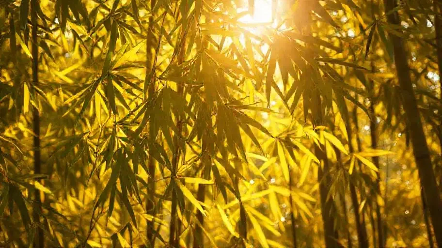 叠翠流金 - 三妹影院热播榜单